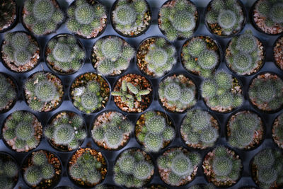 Full frame shot of succulent plants