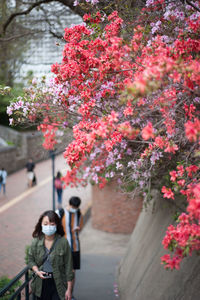 Low angle view of pink flowering tree