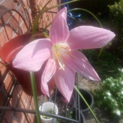 Close-up of pink flower