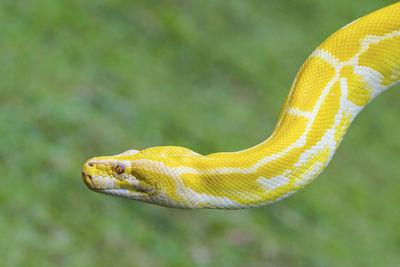 Close-up of yellow snake outdoors