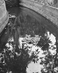 Reflection of trees in water