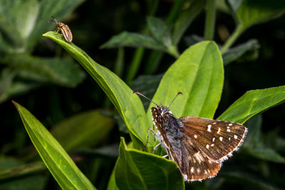 Butterfly perching on leaf