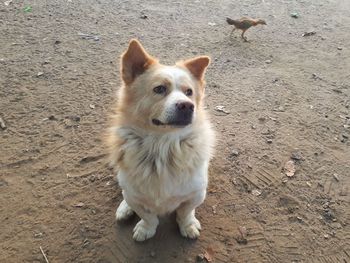 Portrait of dog standing on land