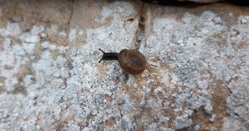 Close-up of snail on wall