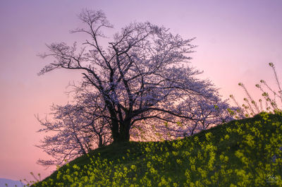 Low angle view of flowering tree against sky during sunset