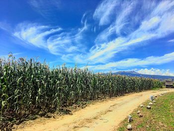 Crops growing on field against sky