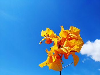 Close-up of yellow maple leaf against blue sky