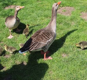 Ducks on field