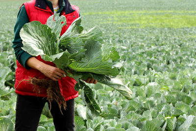 Woman picking cabbage vegetable at field. female farmer working at organic farm. harvesting