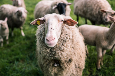 Close-up of cow in field