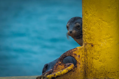 Seal behind yellow metal against sea
