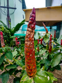 Close-up of plants growing outdoors