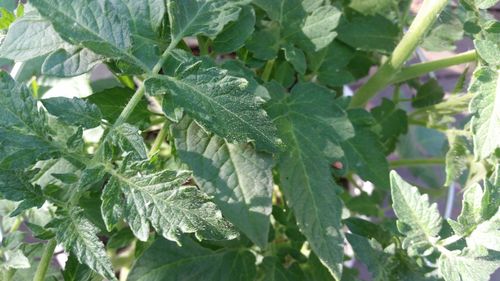 Close-up of green plant