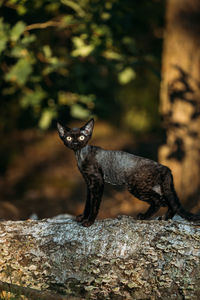 Close-up of an animal