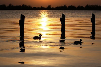 Silhouette ducks swimming in lake at sunset