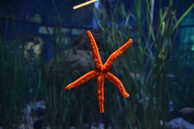 Close-up of orange leaf in sea
