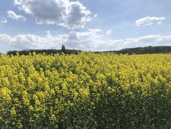 Scenic view of oilseed rape field against sky