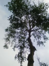 Low angle view of tree