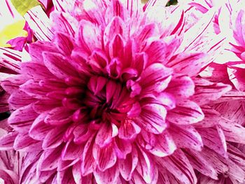 Close-up of pink dahlia blooming outdoors