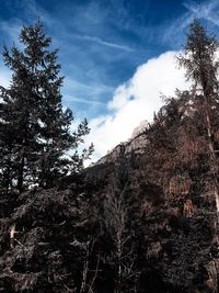 Low angle view of tree mountain against sky