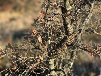 Close-up of dried plant on branch