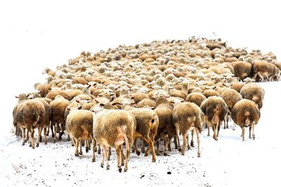 Sheep walking on snow covered field