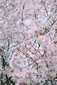 Low angle view of pink flowering tree