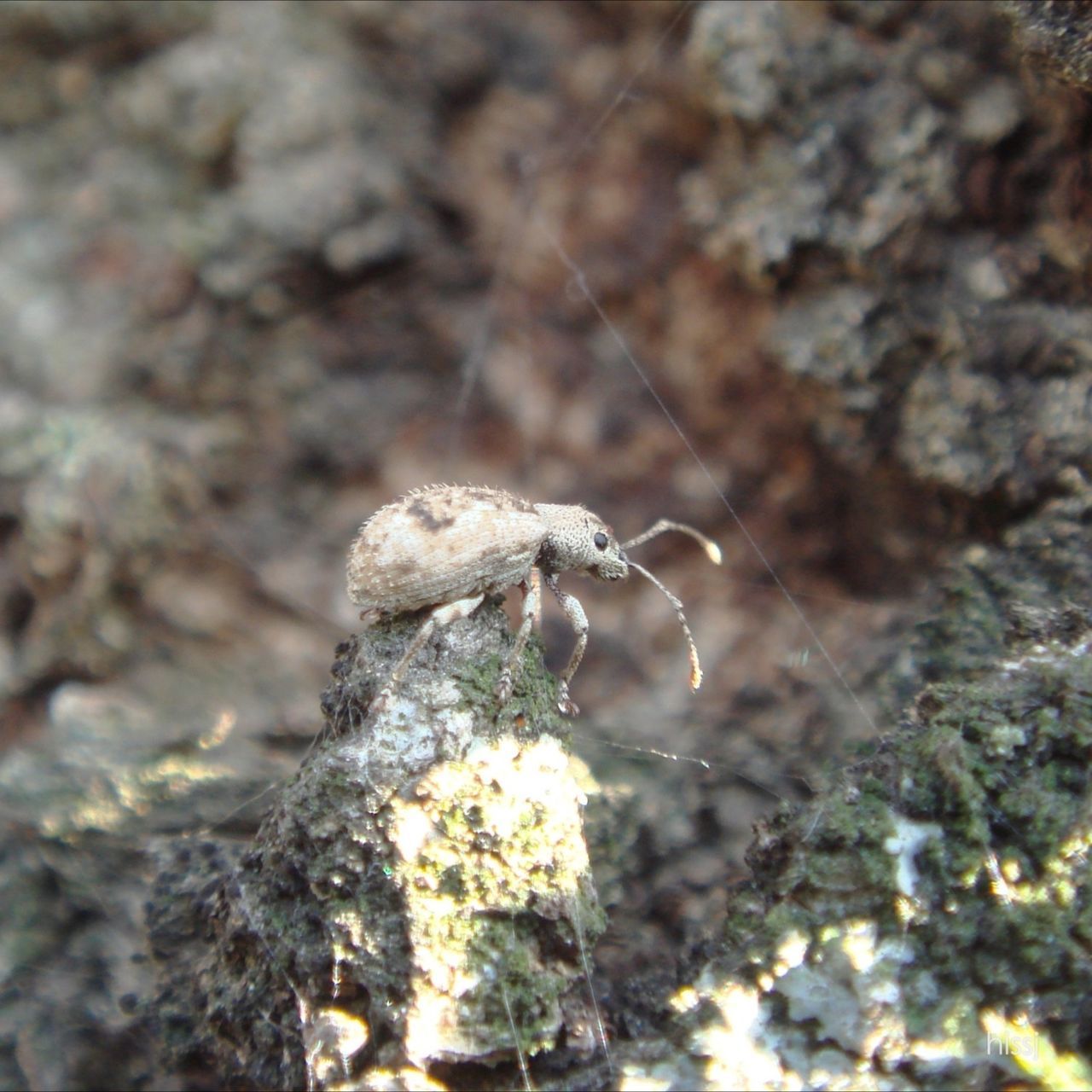 animals in the wild, animal themes, one animal, wildlife, rock - object, nature, close-up, selective focus, focus on foreground, insect, water, day, outdoors, full length, beauty in nature, zoology, no people, high angle view, side view, bird