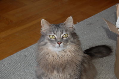 Close-up portrait of cat sitting