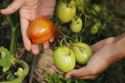 Close-up of hand holding fruit