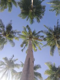 Low angle view of palm trees against clear sky