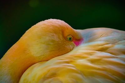 Close-up of a bird