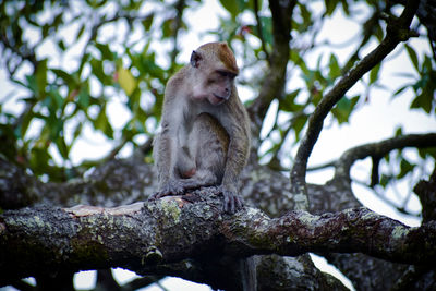 Low angle view of monkey sitting on tree