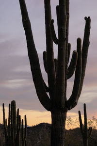 Cactus growing on field against sky during sunset