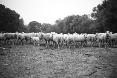 Flock of sheep in a field