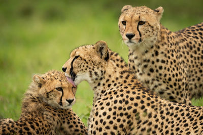 Close-up of cheetah watching mother washing cub