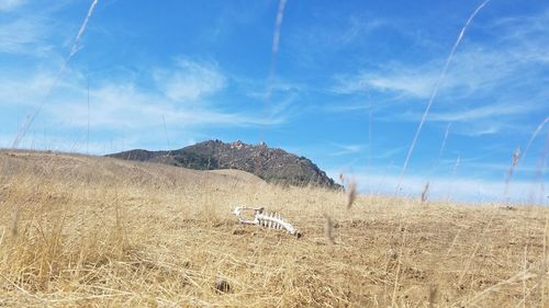 Panoramic shot of countryside landscape against mountain range