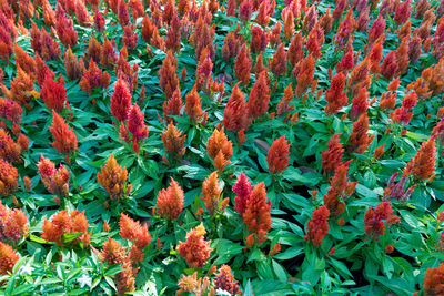 Full frame shot of red flowering plants