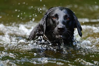 Portrait of a black labrador retriever playing in a river 