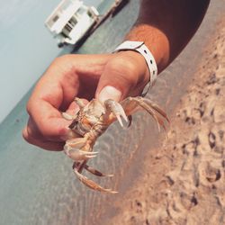 Close-up of hand holding crab at beach