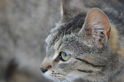 Close-up portrait of cat