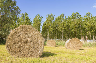 Hay bales in park against clear sky