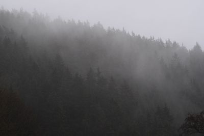 Trees in forest during foggy weather