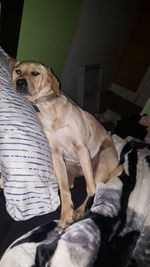 Close-up of dog relaxing on floor