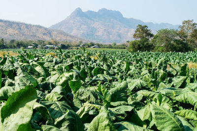 Plants growing on field