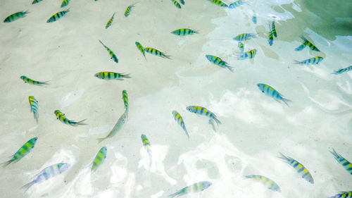 High angle view of fishes swimming in sea