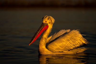 Close-up of pelican