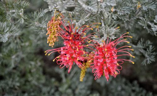 Close-up of red flowering plant