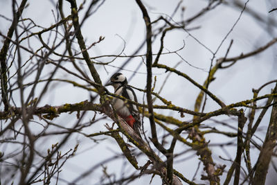 A woodpecker sitting on bare branches in a tree in winter.