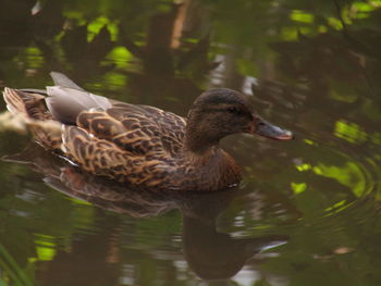 Duck swimming in lake